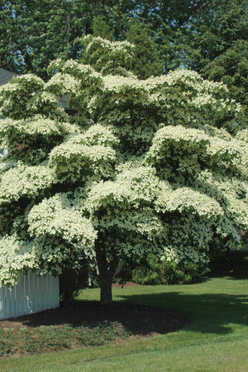 Dogwood, Kousa Chinese