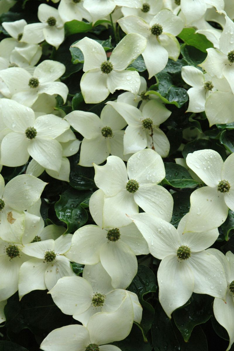 Dogwood, Kousa Chinese