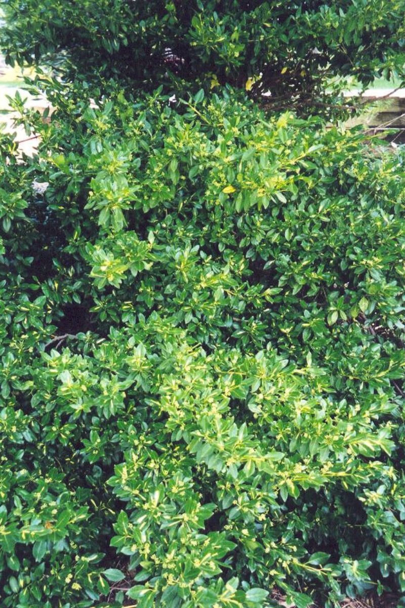 Euonymus, Green Lane