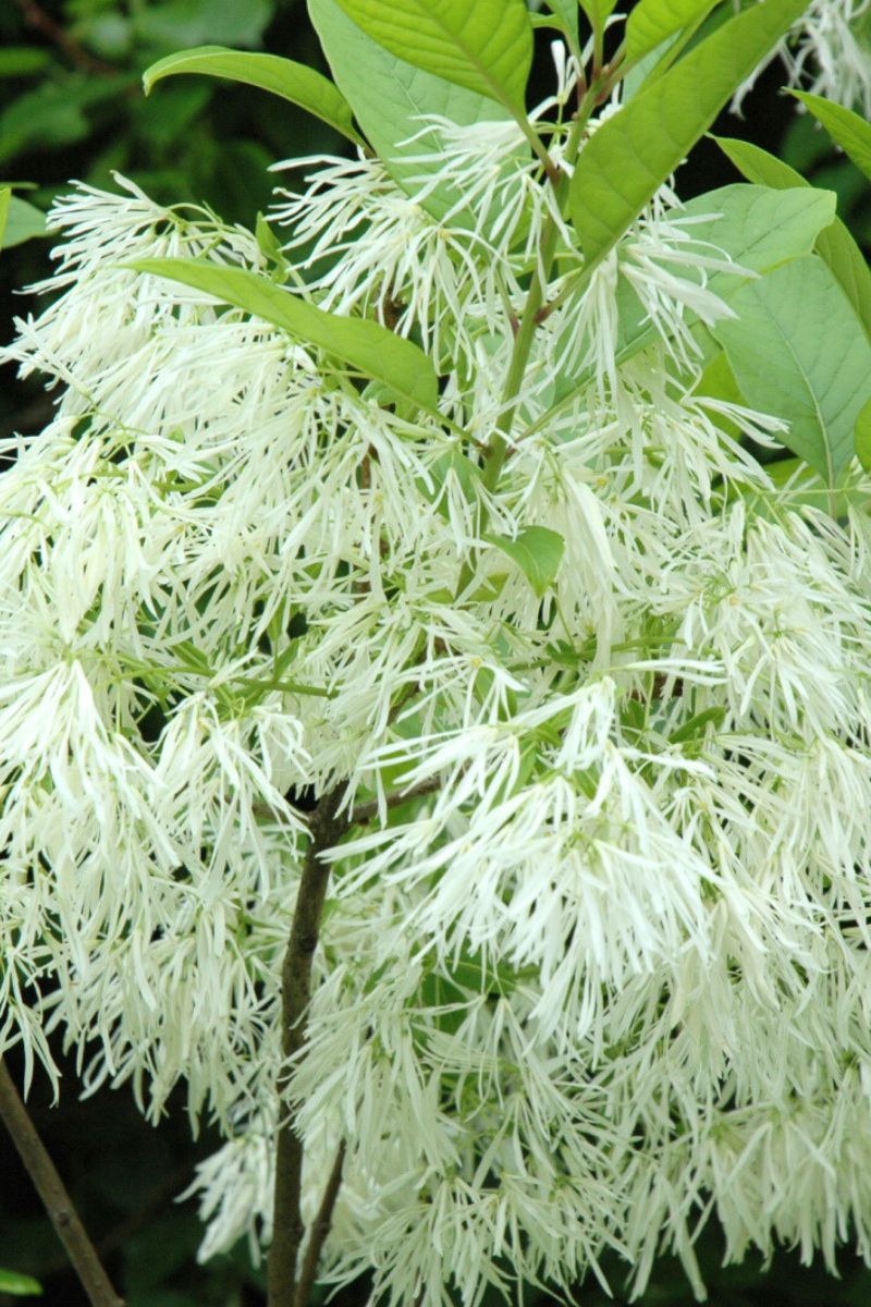 Fringetree, White