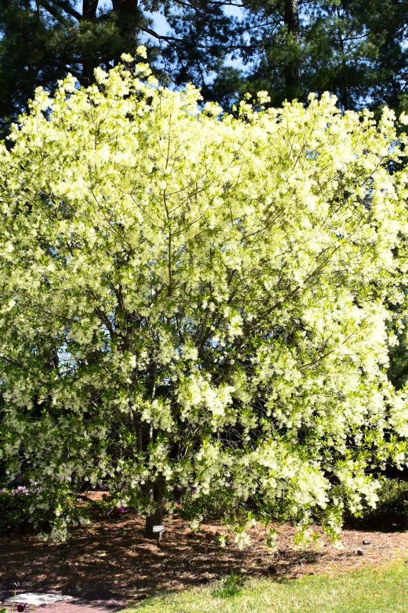 Fringetree, White