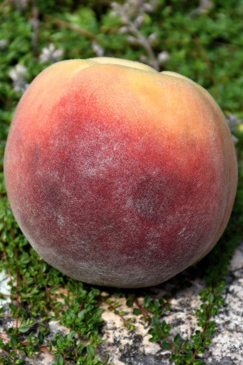 Fruit, Peach Contender