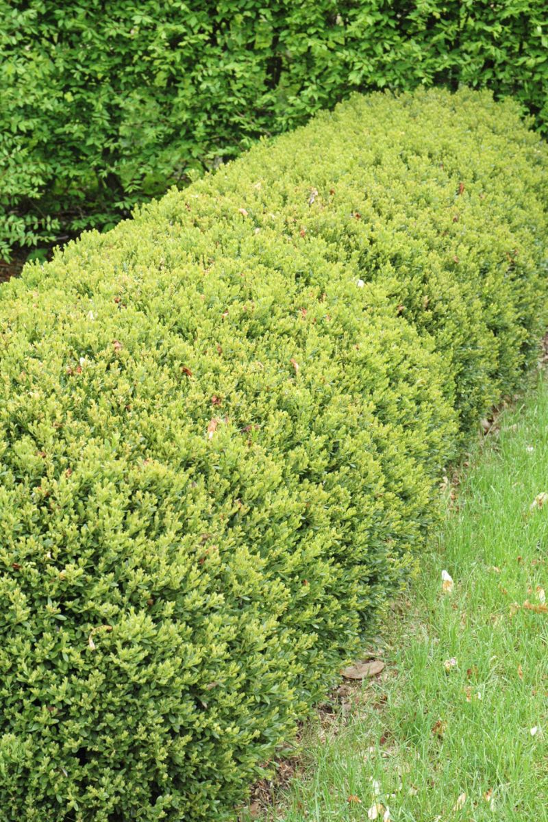 Boxwood, Green Gem