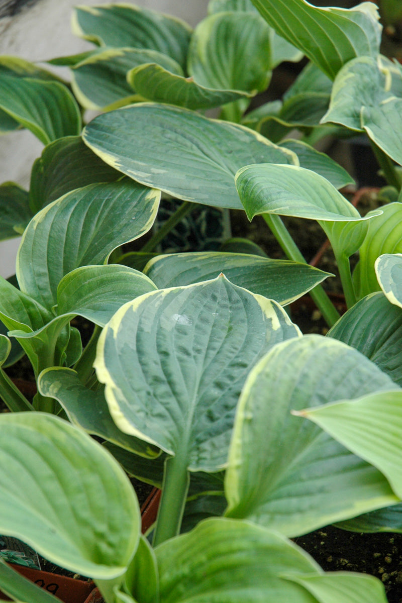 Hosta, Christmas Tree