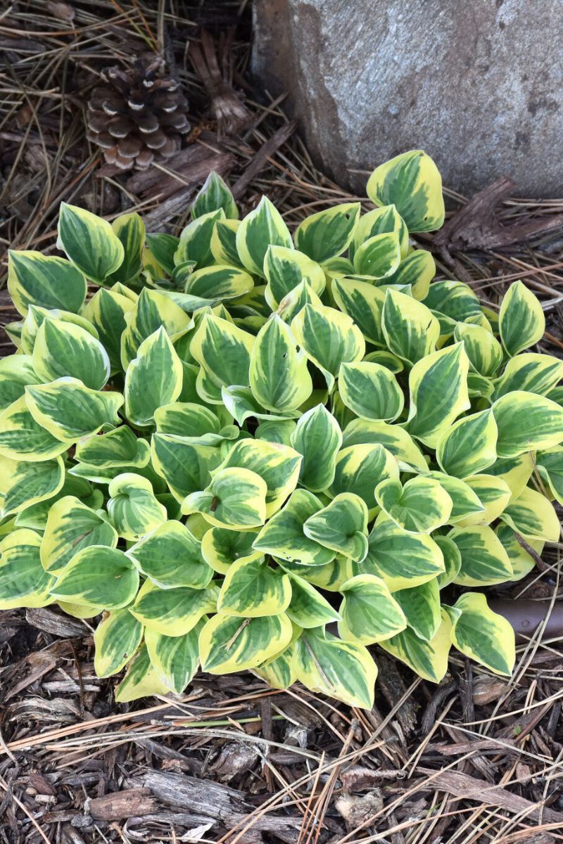 Hosta, Cameo