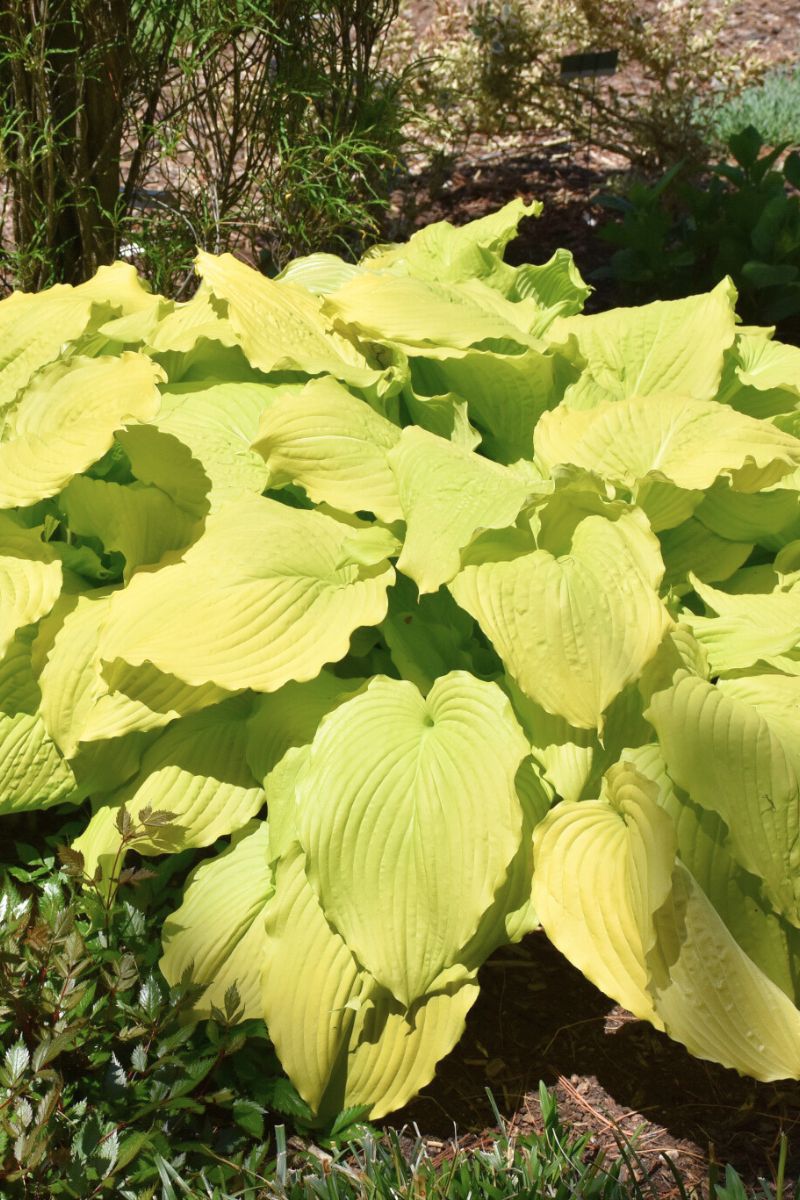 Hosta, Dancing Queen