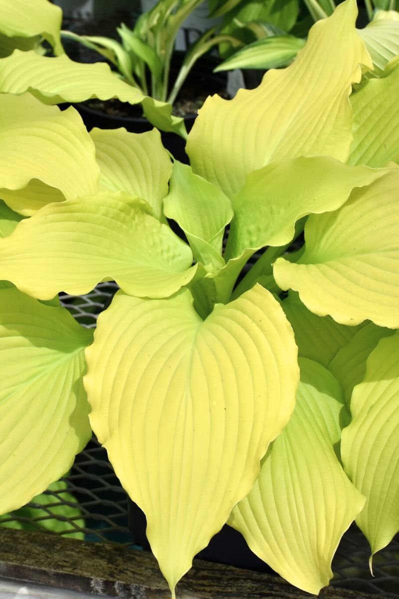 Hosta, Dancing Queen