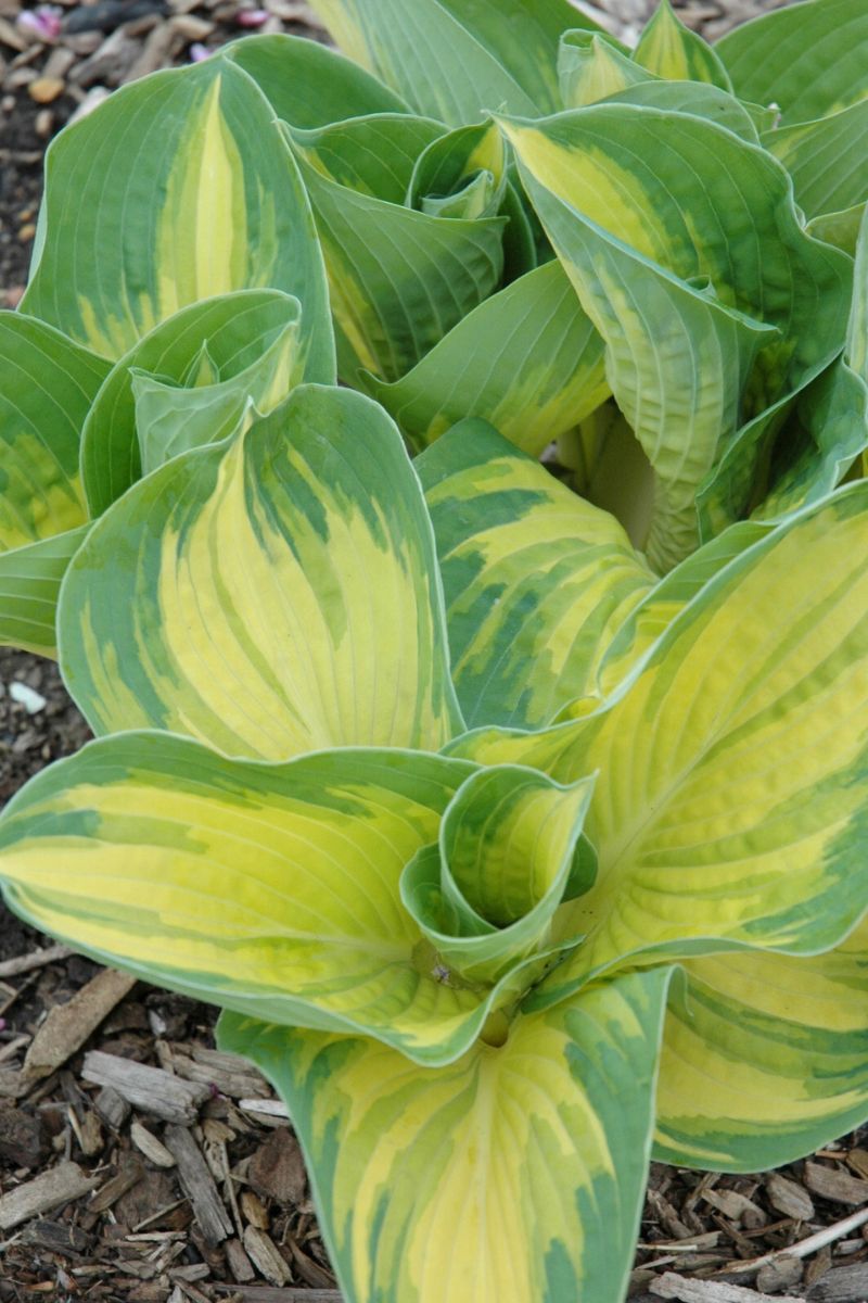 Hosta, Great Expectations