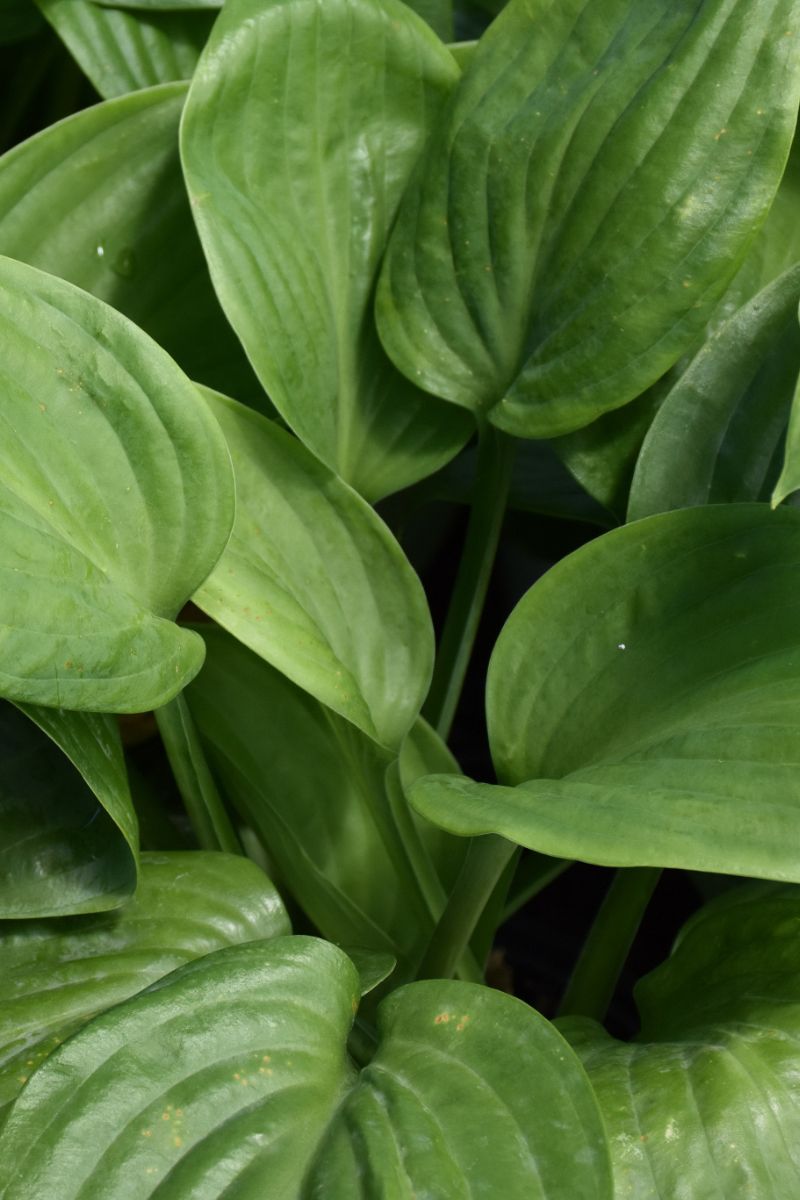 Hosta, Humpback Whale