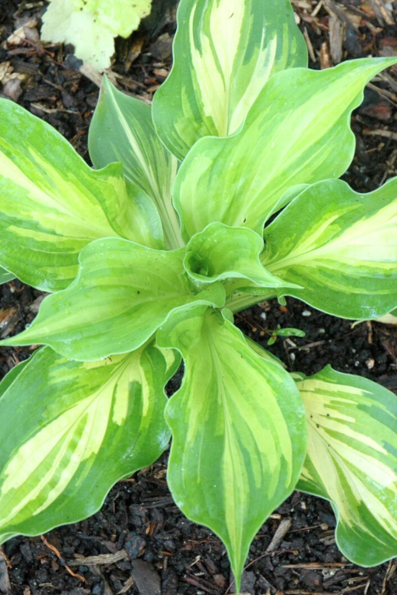 Hosta, Lakeside Paisley Print