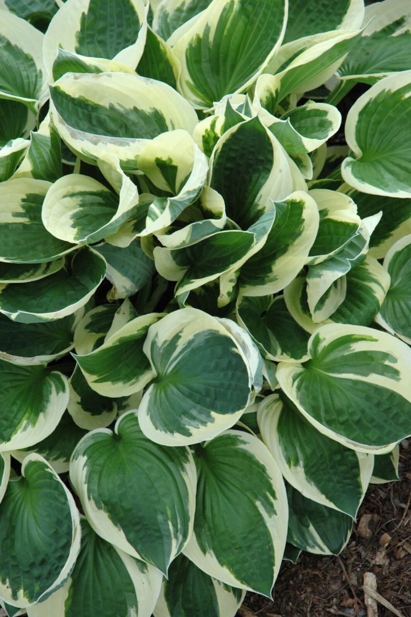 Hosta, Patriot