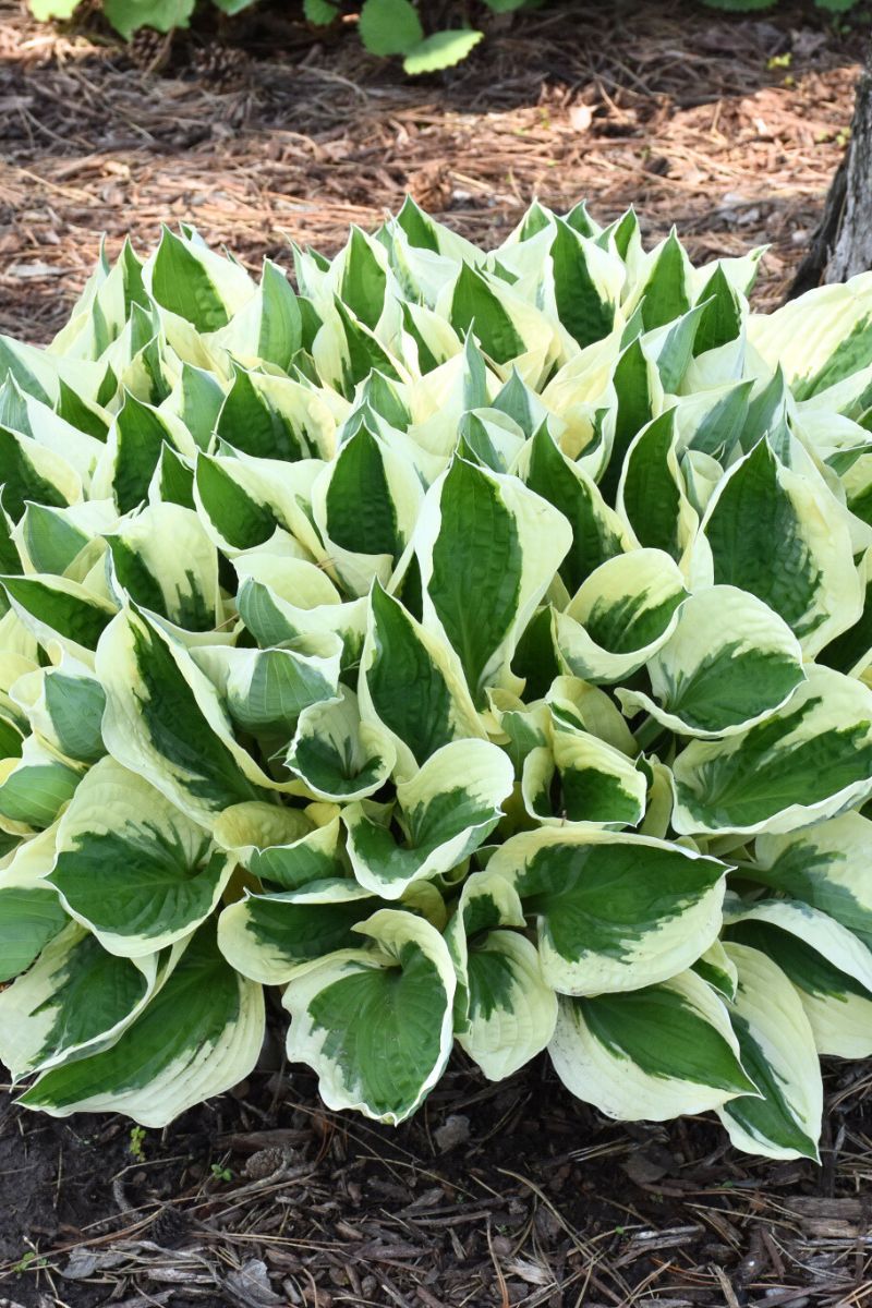 Hosta, Patriot