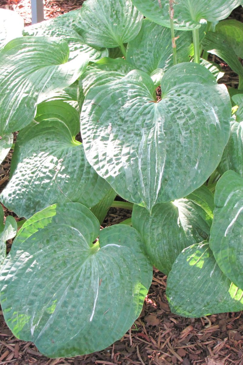 Hosta, Spilt Milk