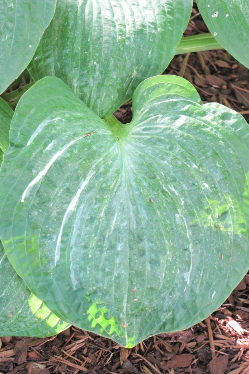 Hosta, Spilt Milk