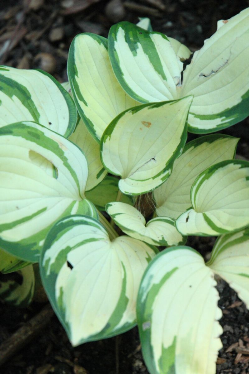 Hosta, Warwick Comet