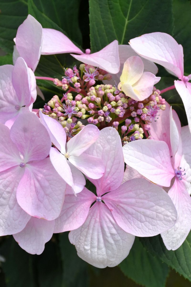 Hydrangea, Let's Dance Diva – Chalet