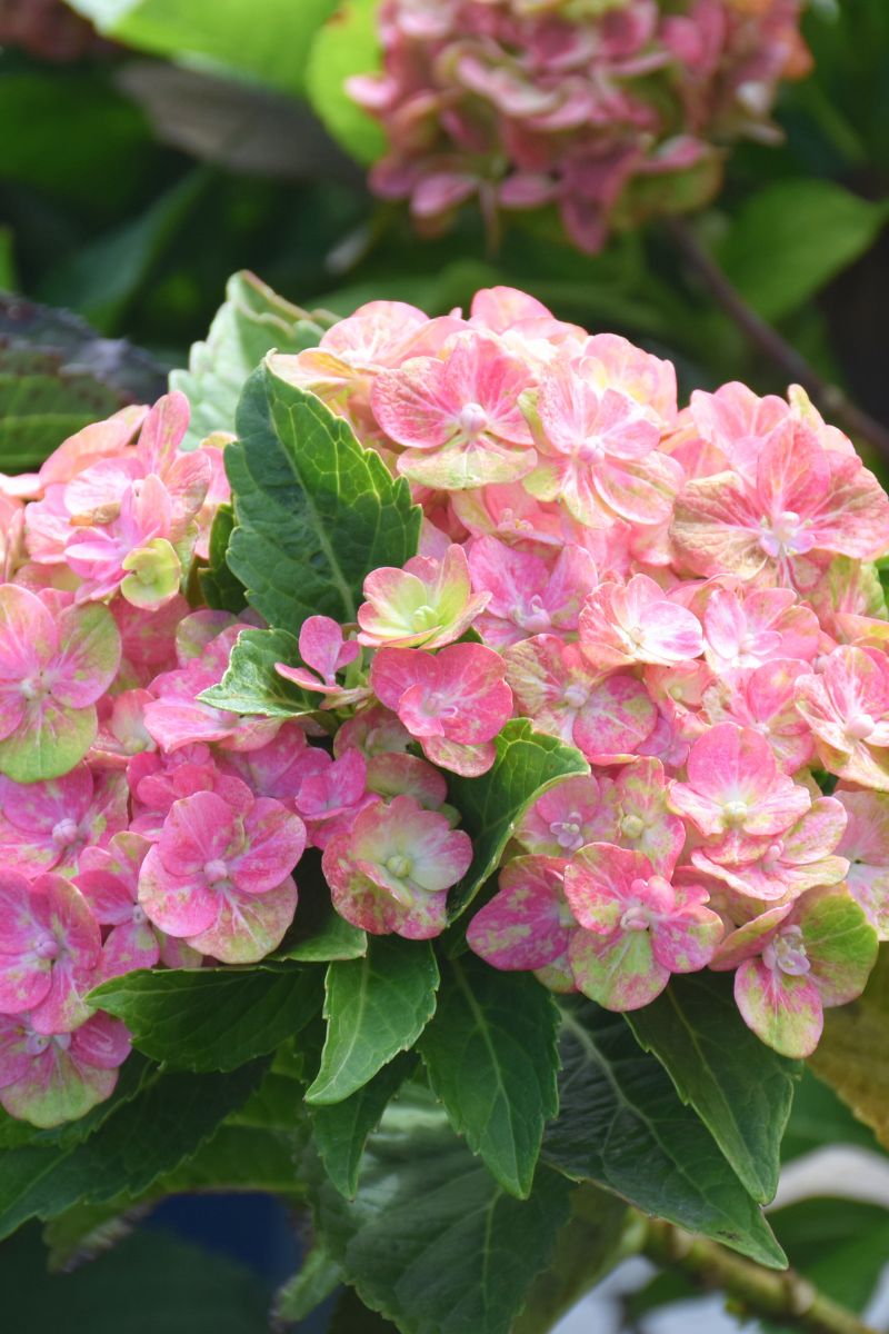 Hydrangea, Macrophylla - Tilt A Swirl