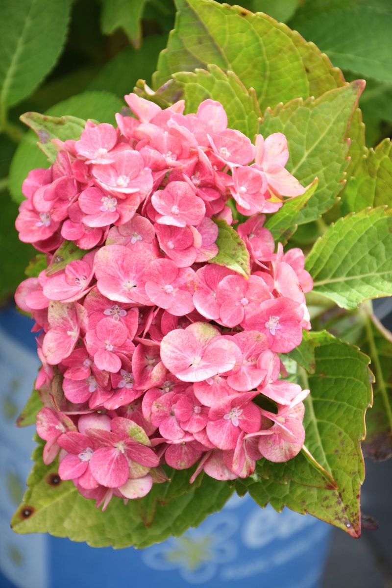 Hydrangea, Macrophylla - Tilt A Swirl