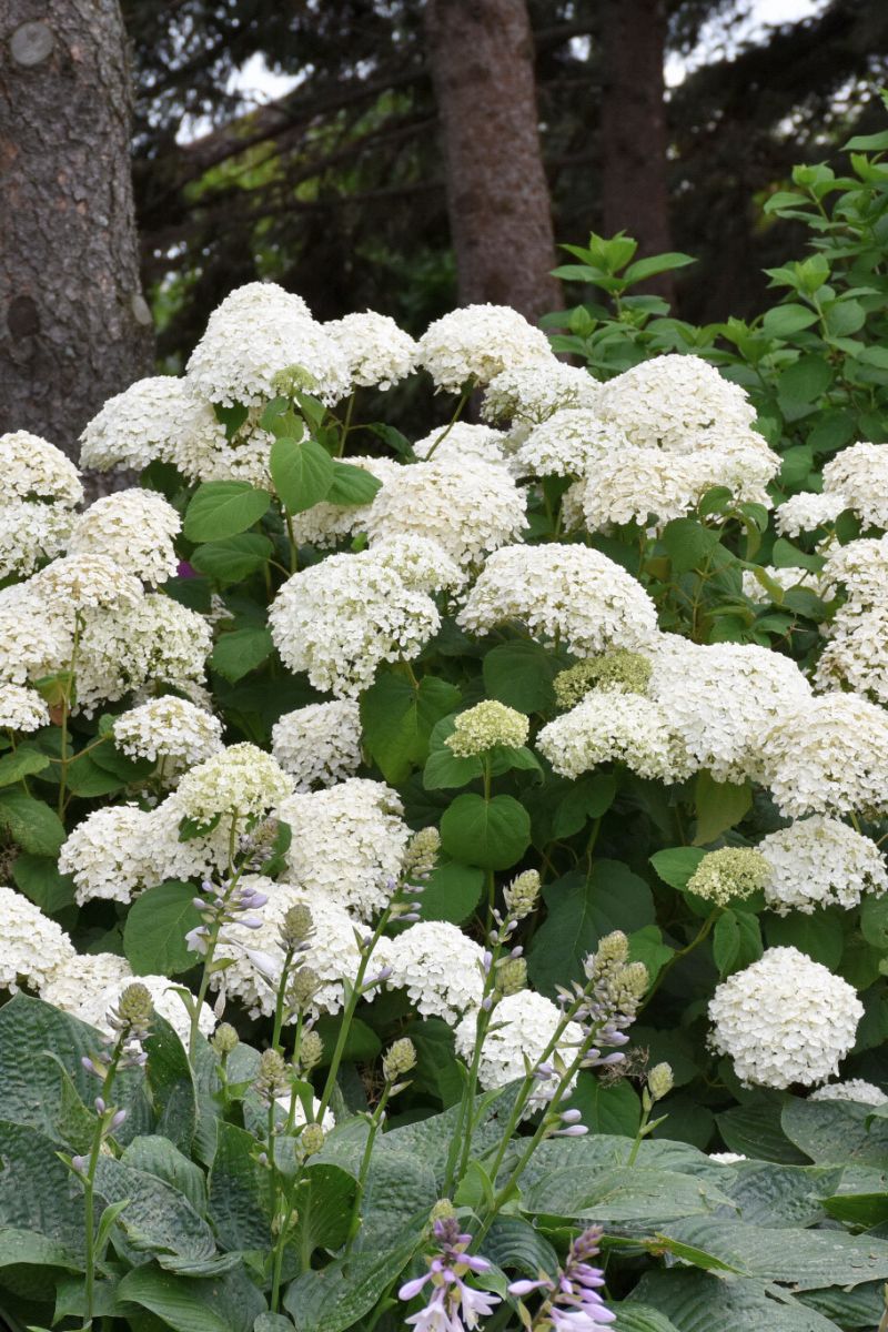 Hydrangeas | Start at $29.99 | Locally Grown in Wisconsin – Chalet