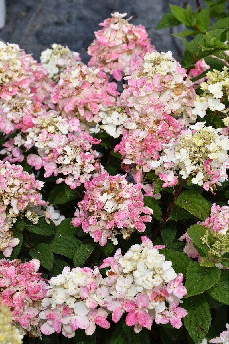 Hydrangea, Panicle Fire Light Tidbit