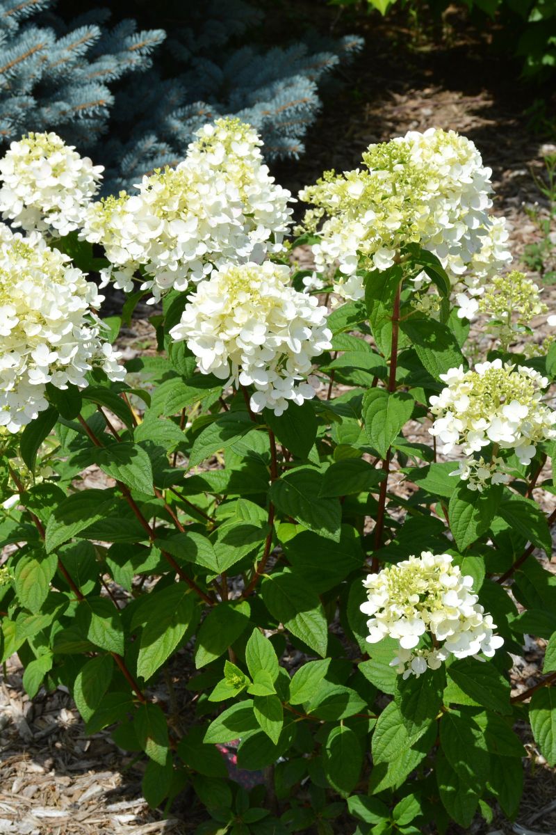 Hydrangea, Panicle Fire Light Tidbit