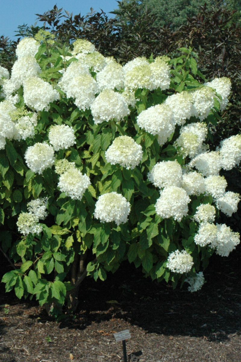 Hydrangea Panicle, Phantom