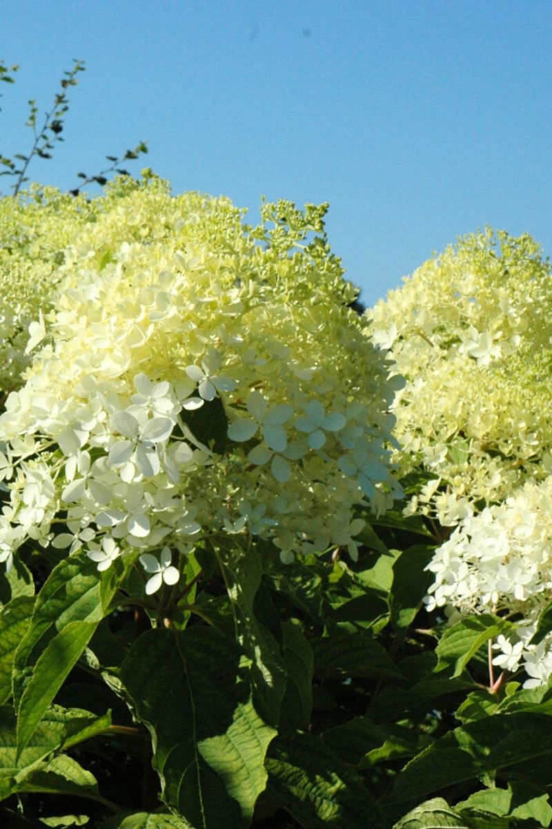 Hydrangea Panicle, Phantom