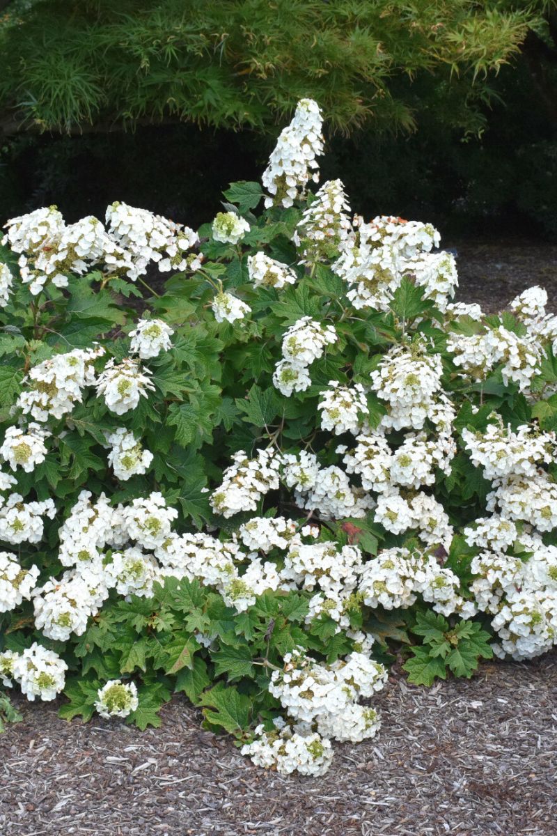 Hydrangea Oakleaf, Ruby Slippers