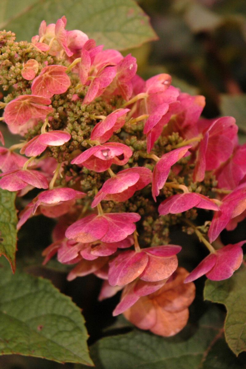 Hydrangea Oakleaf, Ruby Slippers