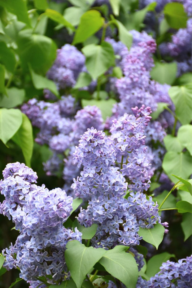 Lilac, Wedgewood Blue