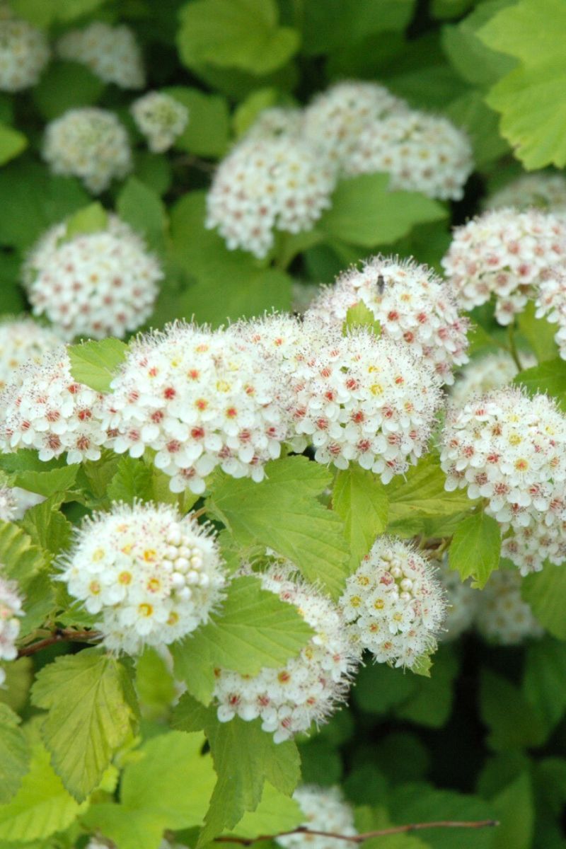 Ninebark, Dart's Gold