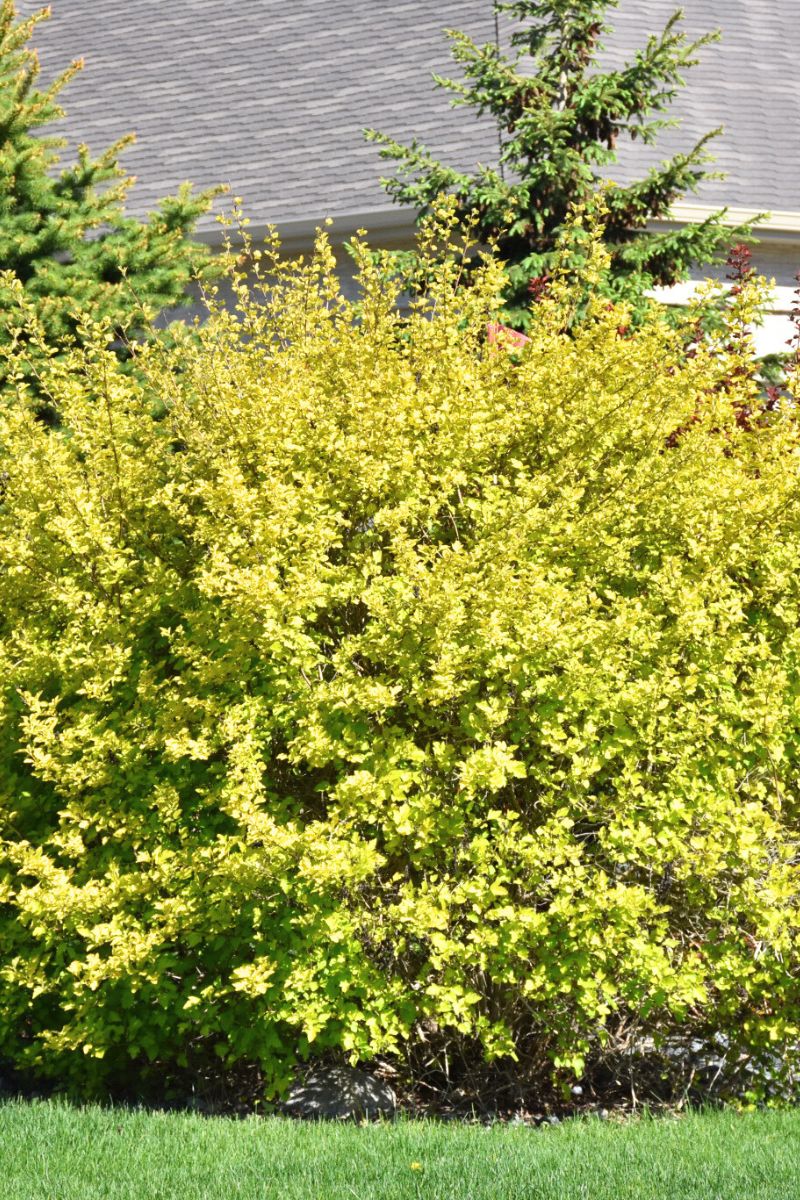 Ninebark, Dart's Gold