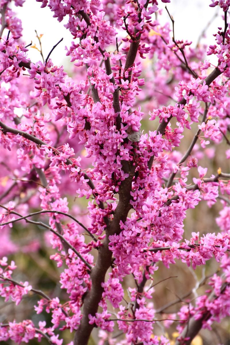 Redbud, Rising Sun