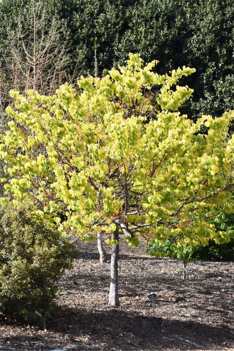 Redbud, Rising Sun