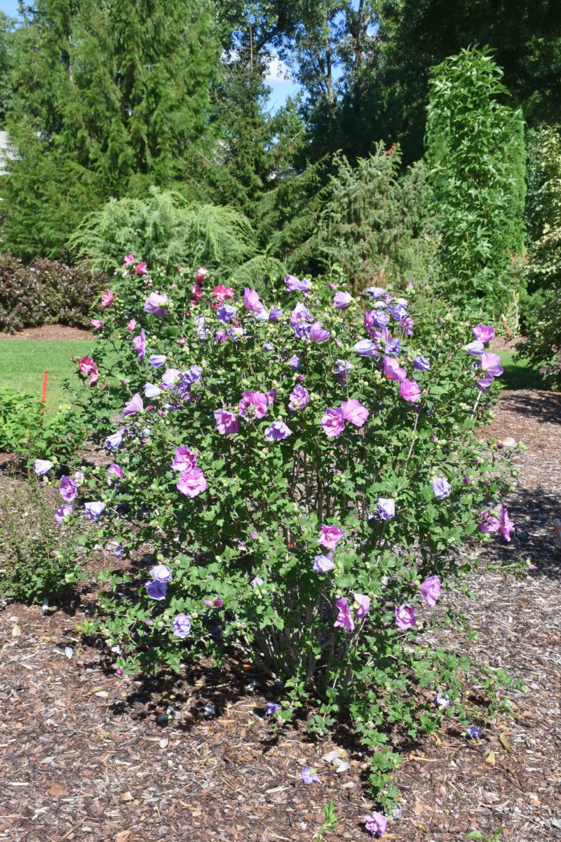 lavender chiffon rose of sharon tree Rose Of Sharon, Dark Lavender Chiffon