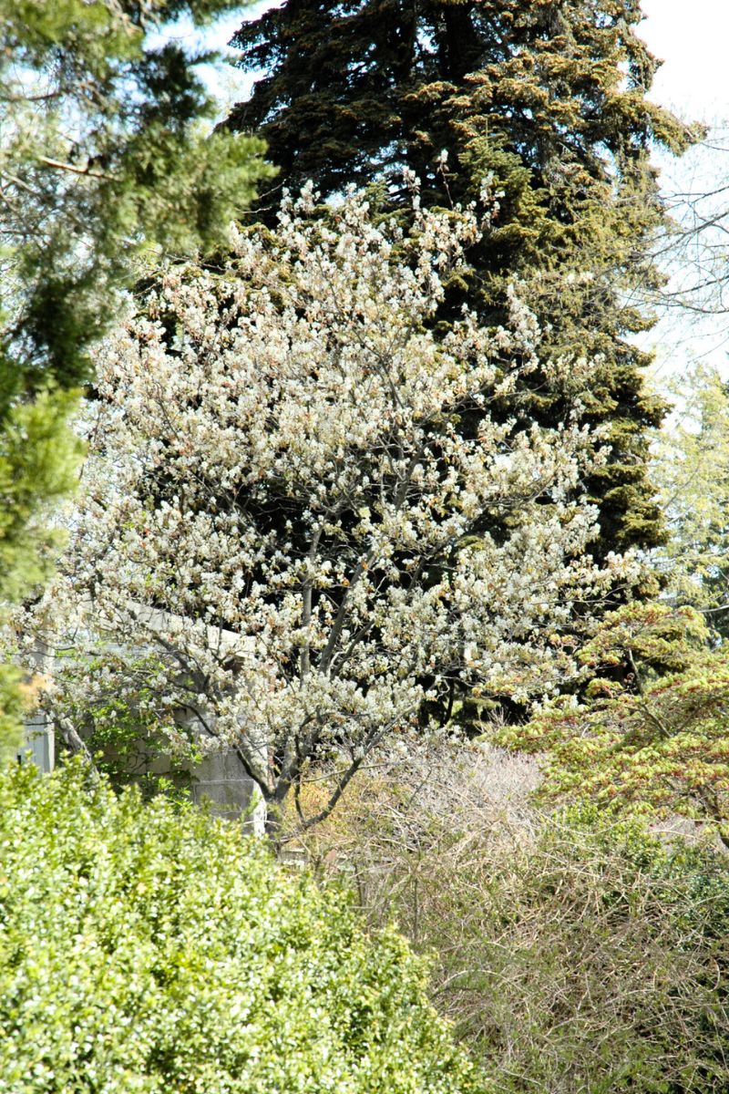 Serviceberry, Allegheny Luster