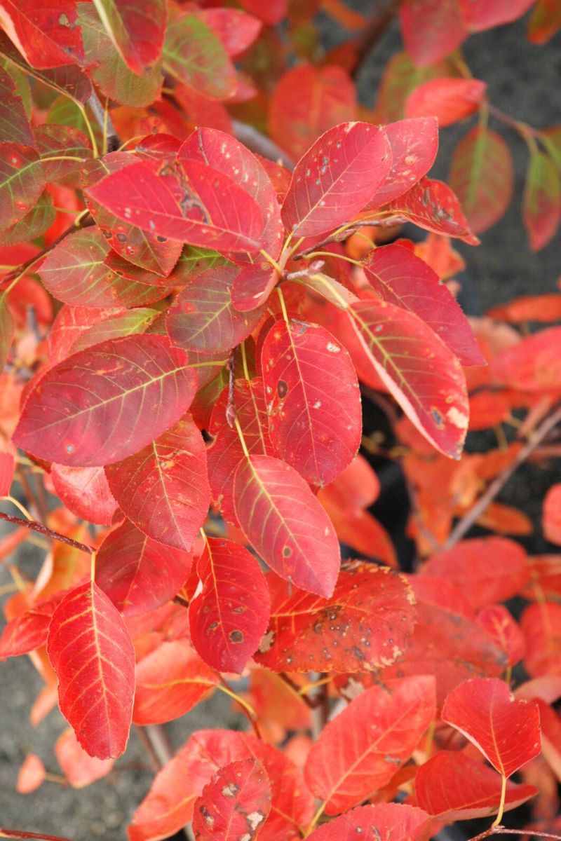 Serviceberry, Autumn Brilliance