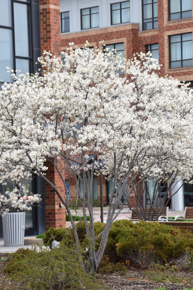 Serviceberry, Autumn Brilliance