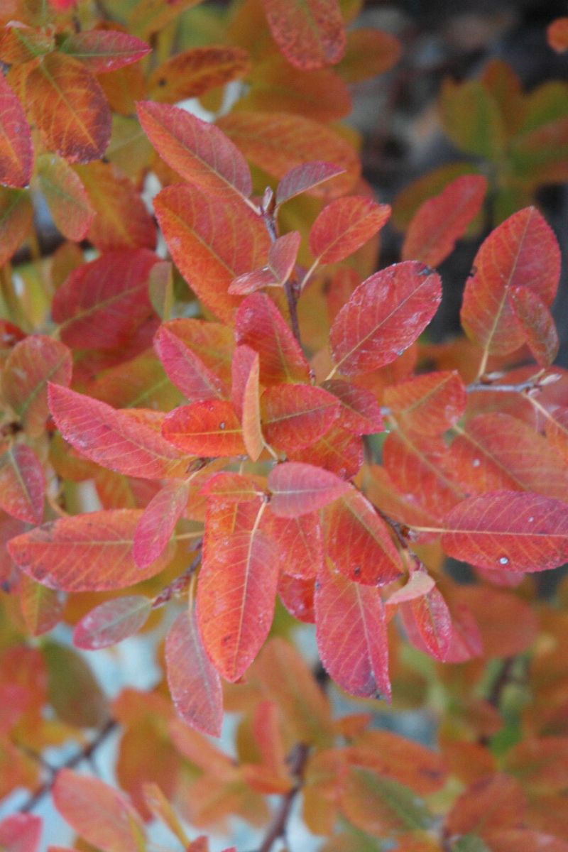 Serviceberry, Rainbow Pillar