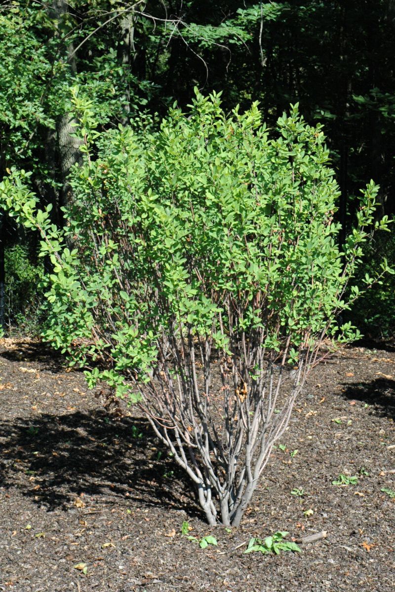 Serviceberry, Rainbow Pillar