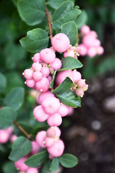 Snowberry, Pinky Promise