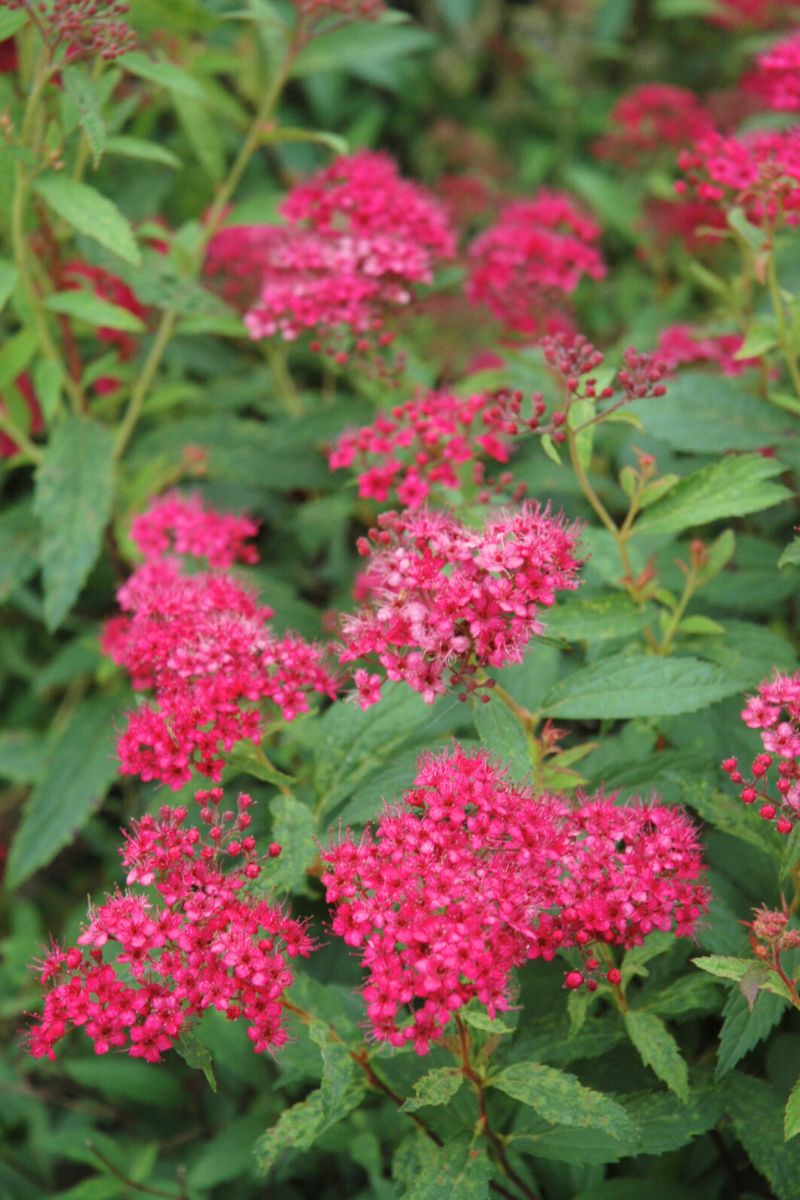 Spiraea, Neon Flash