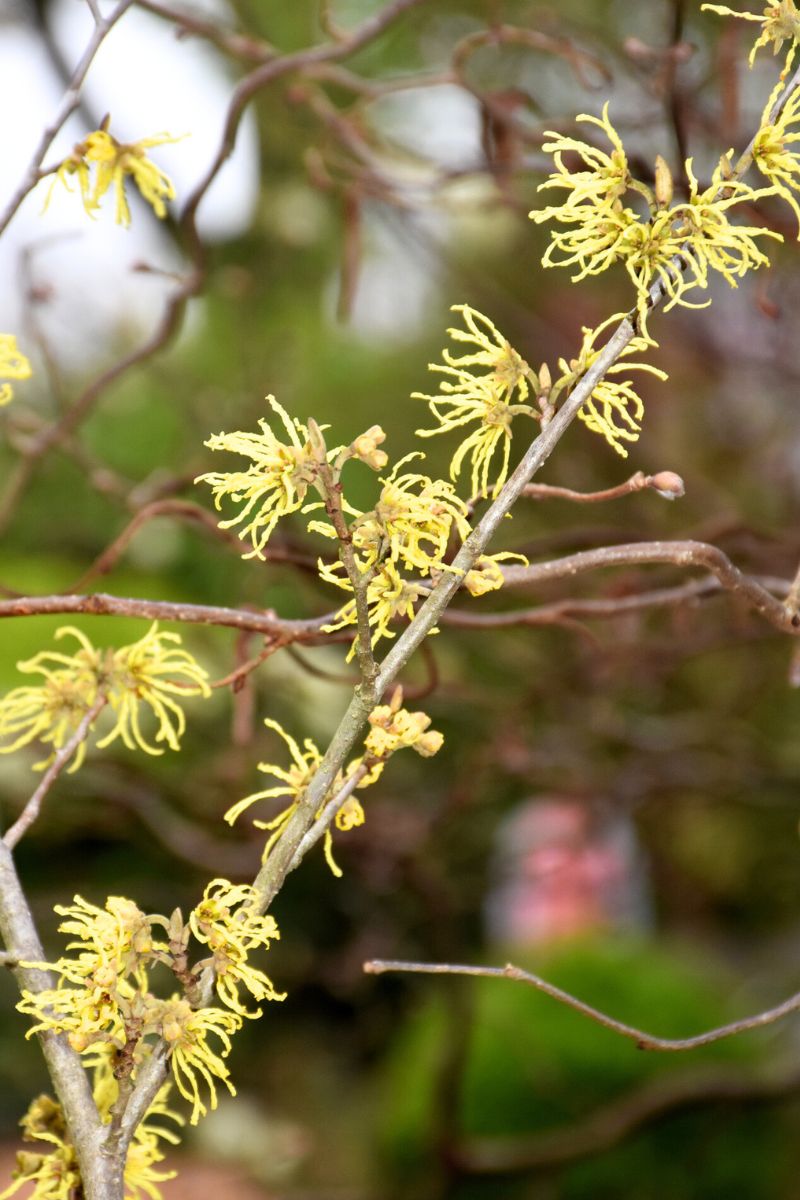 Witch Hazel, Sunburst