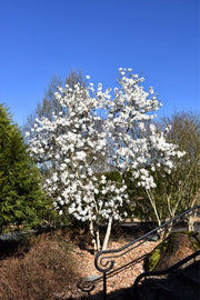 Magnolia, Royal Star