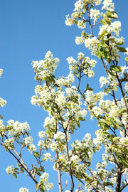 Serviceberry, Allegheny Luster