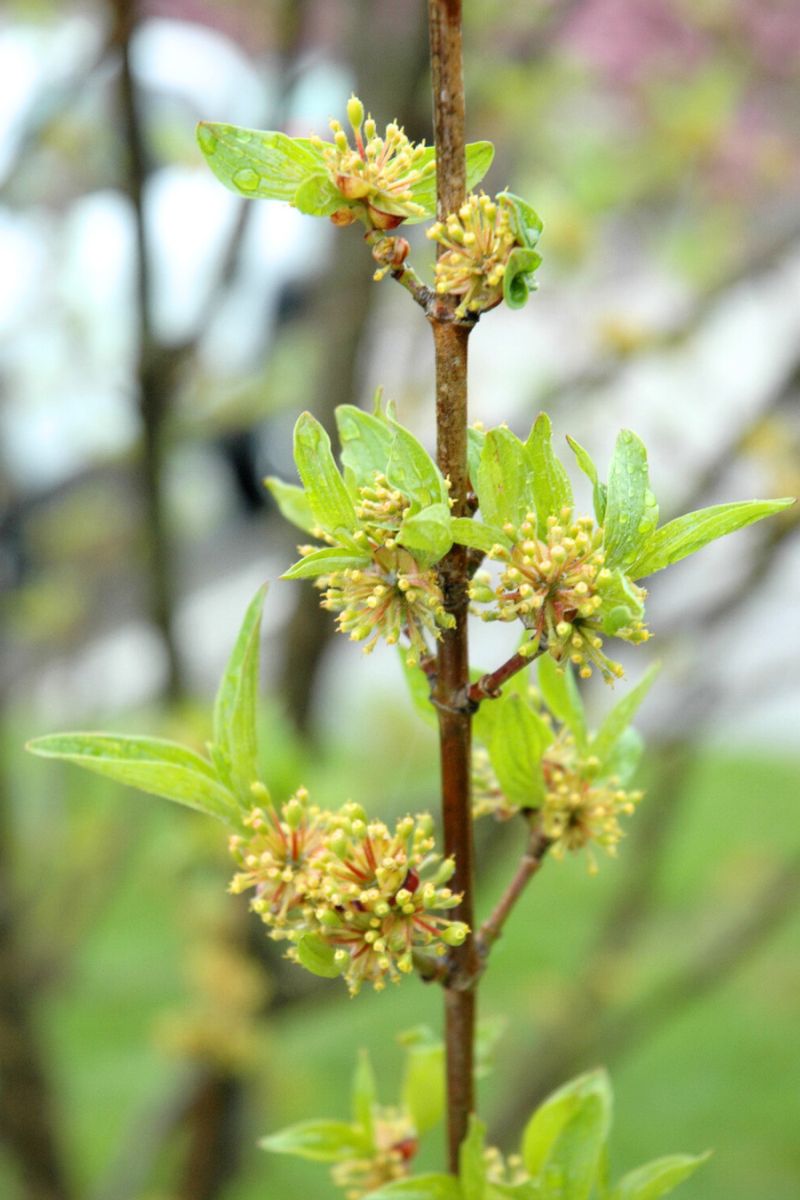 Dogwood, Golden Glory