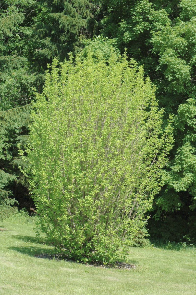 Dogwood, Golden Glory