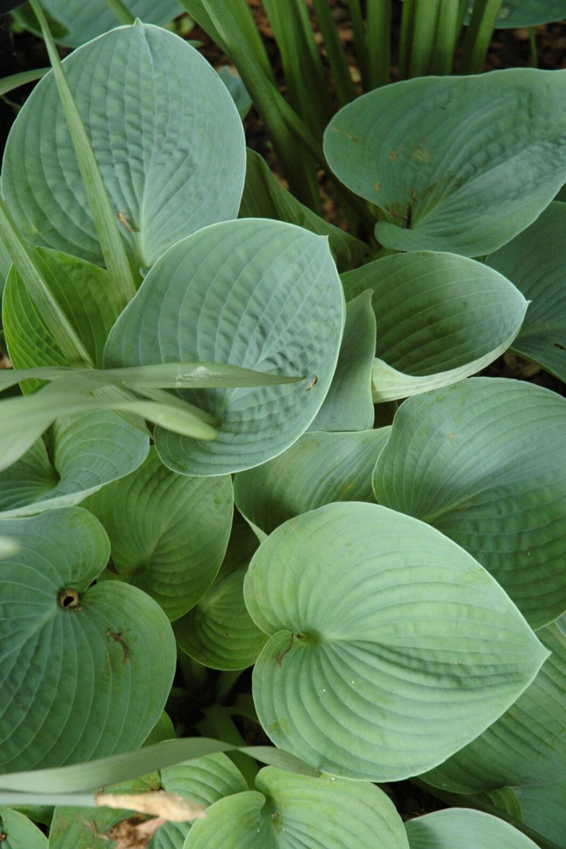 Hosta, Hadspen Blue