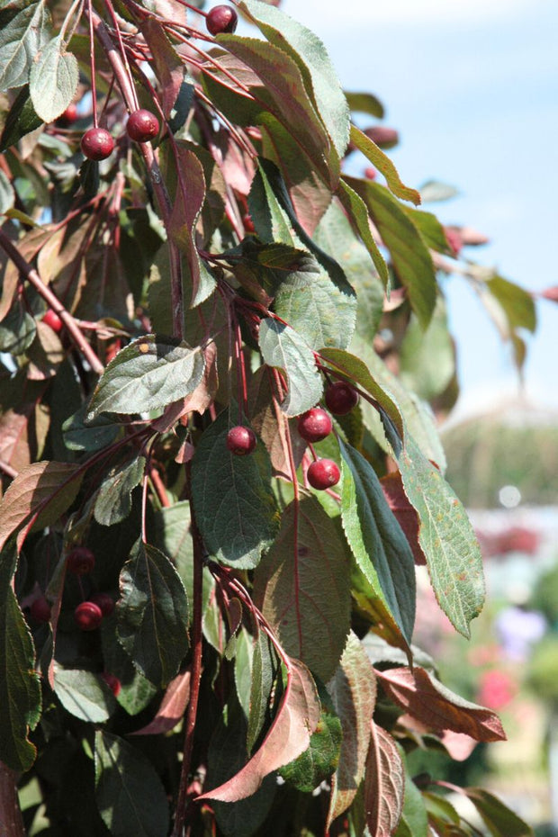 Farm Ornamental Trees – Chalet