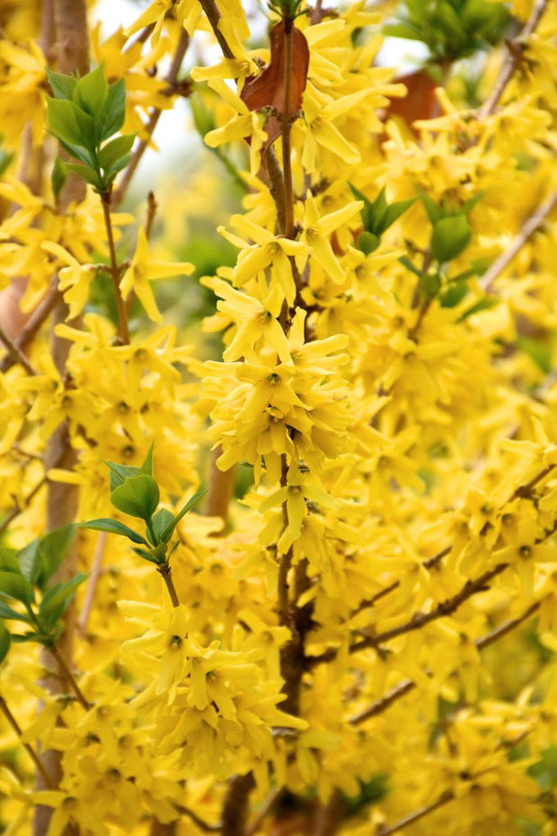 Forsythia, Gold Cluster